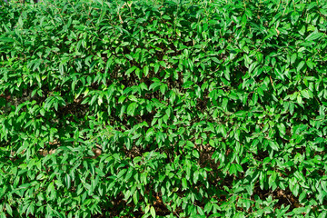Green shrub hedge, fresh green leaves for texture background. Lush vegetation close-up, horizontal photo.