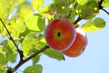 Red apples growing on a tree in garden on sky background. Ripening fruits hanging on branch with leaves in sunlight