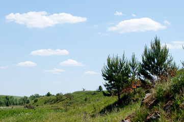 pine tree in the mountains