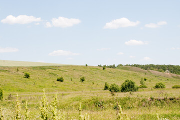 Fototapeta premium landscape with field