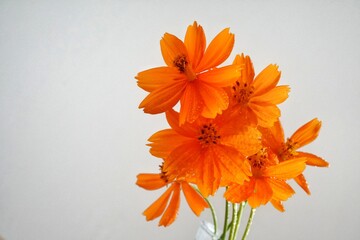 orange lily flower