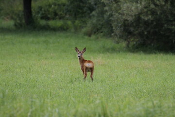 deer in the woods
