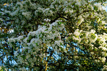 lush white blossom of the apple trees in may on a gorgeous sunny day with the blue sky 	