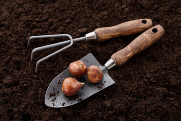 Planting tulip bulbs with garden trowel and rake