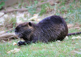 nutria
