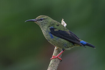 Plain-colored tanager - Tangara inornata bird in the family Thraupidae, found in Colombia, Costa Rica and Panama, natural habitats are subtropical or tropical moist lowland forests and former forest.