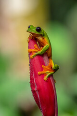 Gliding tree frog (Agalychnis spurrelli) is a species of frog in family Hylidae. It is found in Colombia, Costa Rica, Ecuador, and Panama.