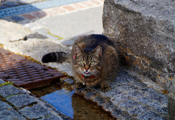 a cute cat with large eyes drinking, Bavarian village Irsee (Germany)	