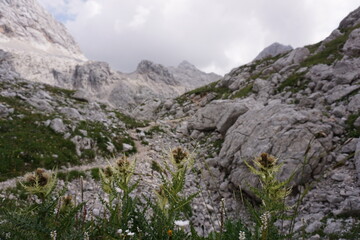 Thistles growing on rocky soil in Triglav National Park