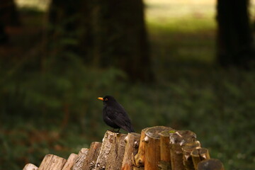 Kos, ptaki, wiosna, park