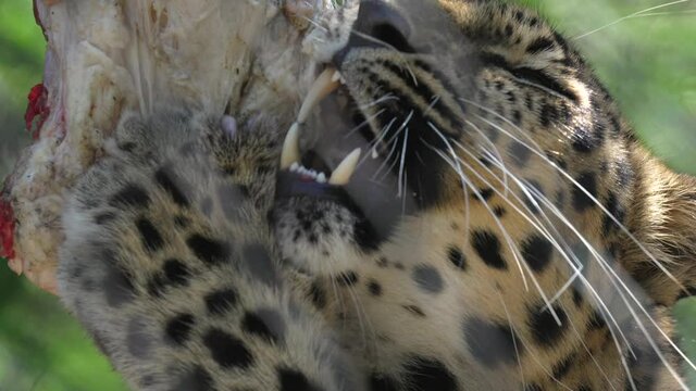 This close up, macro video shows a leopard chewing on fresh raw meat.