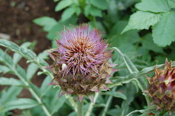 flower of a thistle