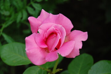 pink rose