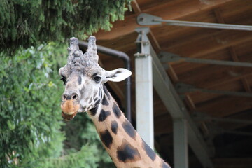 giraffe in zoo