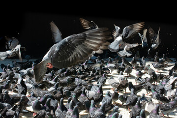 Flock of doves in the park