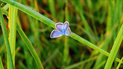 blue flower with dew drops