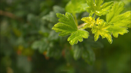 close up of leaves