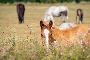 Red foal grazes in the meadow and looks out from behind the wildflowers