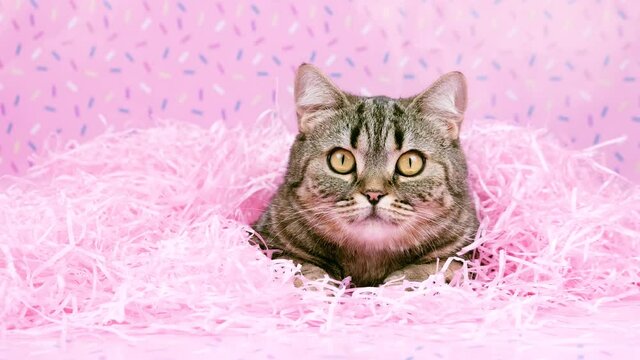 The cat looks around with interest and into the camera. The cat lies in pink raffia. Cat and bright pink holiday decorations. Cat in pink decorations.