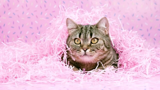 The cat lies in pink raffia. Cat and bright pink holiday decorations. Cat in pink decorations.