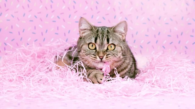 The cat lies in pink raffia. Cat and bright pink holiday decorations. The cat is eating raffia in pink decorations.