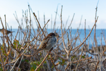 A sparrow is sitting on a branch. Portrait of a perched sparrow against the background of the blue sea and sky. Wild wildlife, urban birds are asking for food. Small brown chicks on a bush