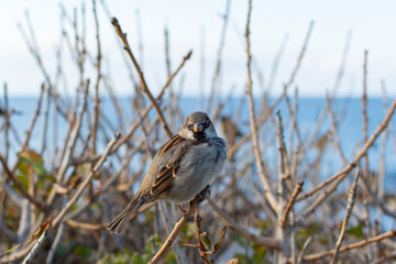 A sparrow is sitting on a branch. Portrait of a perched sparrow against the background of the blue sea and sky. Wild wildlife, urban birds are asking for food. Small brown chicks on a bush