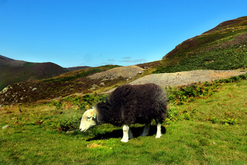 sheep in the mountains