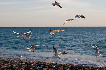 seagulls in flight