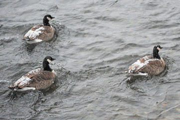 Family of Canadian Geese on icy river after snowfall