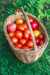 Basket of tomatoes and sweet peppers. Harvest season. Organic natural vegetables from the farm.
