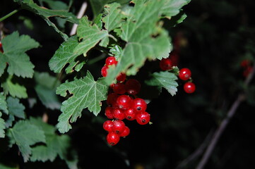 red currant berries