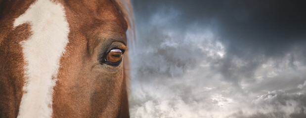 Chestnut horse portrait close up banner. Against the backdrop of a dramatic stormy sky. A beautiful...