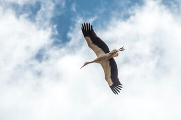 Obraz premium migrating stork in the air