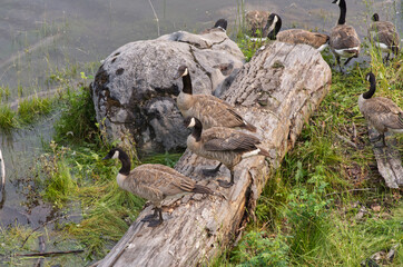 Canada Geese (Branta Canadensis) on a Log