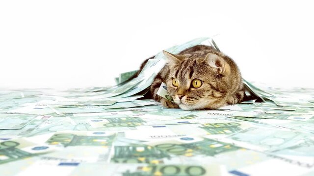 A cat among a pile of money. The cat lies among the banknotes of money and hunts. Cat isolated on white background with dollar banknotes. Cat and money.К