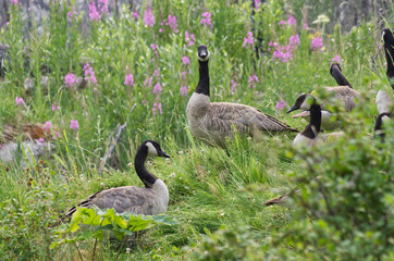 Canada Geese (Branta Canadensis) on a Hill