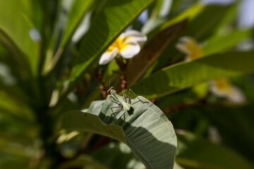 praying mantis in a tree