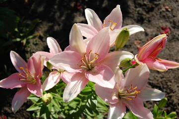pink lilies in the garden