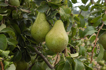 ripe pears hanging on branch in garden