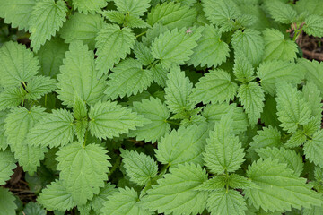 bush of fresh green nettle, top view