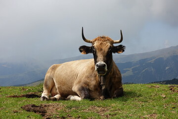 Vaca pastando en los prados del Pirineo