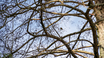 Titmouse in bare winter branches