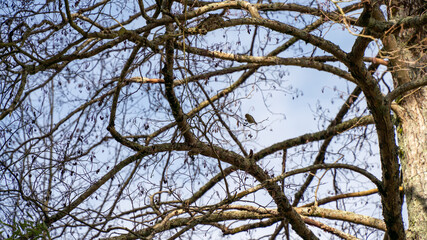 Titmouse in bare winter branches