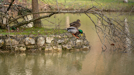 Duck and cane on a small island in the middle of a lake, in winter