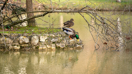 Duck and cane on a small island in the middle of a lake, in winter