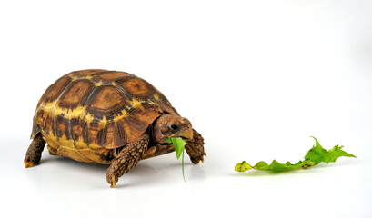 Bell's hinge-back tortoise // Glattrand-Gelenkschildkröte (Kinixys belliana)