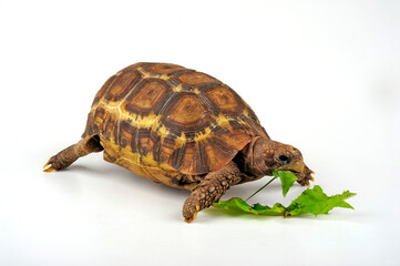 Glattrand-Gelenkschildkröte // Bell's hinge-back tortoise  (Kinixys belliana)