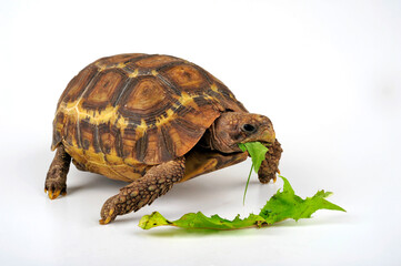 Bell's hinge-back tortoise // Glattrand-Gelenkschildkröte (Kinixys belliana)