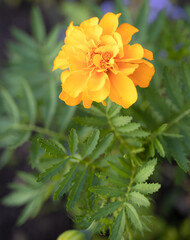 yellow flower in the garden